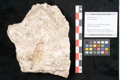 Foto (Objekt + Etikett) von Fraxinus frangula L. (NHMW-GEO-2024-0188-11314)